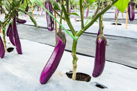 purple eggplant fruit on field agricultureの写真素材
