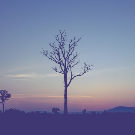 tree silhouette and twilight with vintage effectの写真素材