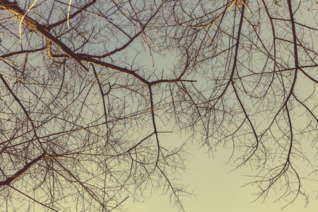 tree branch grunge vintage texture for natural background.の写真素材