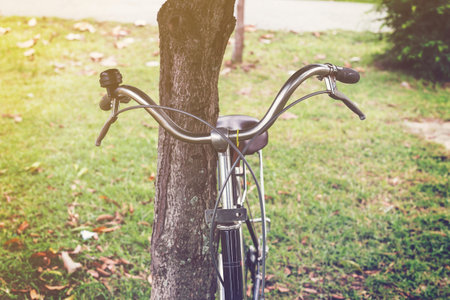 vintage bicycle and tree in garden