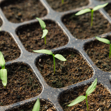 chili pepper seedling in pot plant