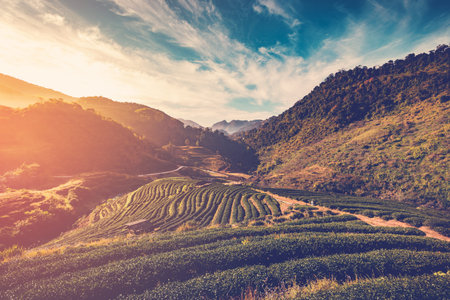 tea field and sunrise vintage in morning