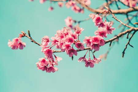 cherry blossom vintage and soft light for natural backgroundの写真素材
