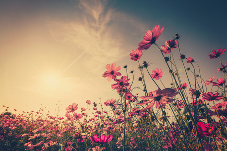 Field cosmos flower and sky sunlight with Vintage filter.の写真素材