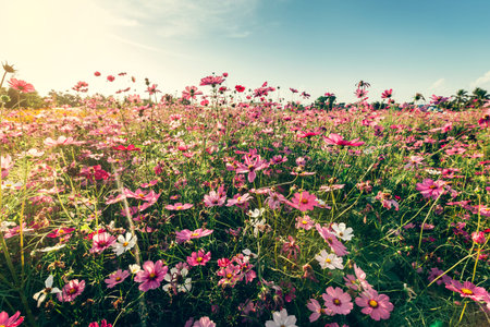 Field pink cosmos flower with vintage toned.