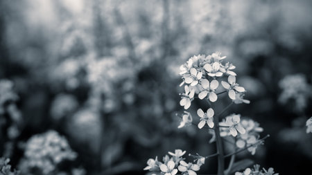 Close up mustard flower with black and white color.の写真素材
