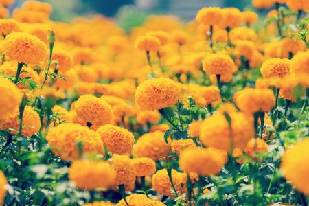 close up marigold flower on fieldの写真素材