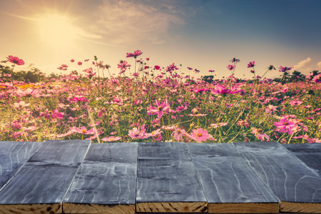 Empty wood table top for product display montage and cosmos flower and sunlight in garden.の写真素材