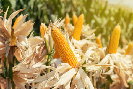 corn field on crop plant for harvesting