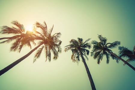 Coconut palm tree on beach in summer with vintage effect.の写真素材