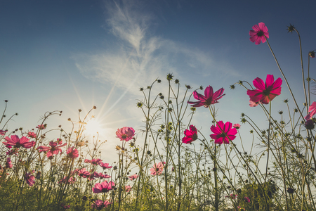 The beautiful cosmos flower in full bloom with sunlight.の写真素材