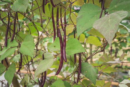 Red yard long bean plantation on field agricuture.の写真素材