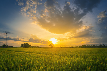 Beautiful rice field and sunset at Thailand.の写真素材