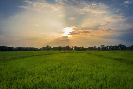 Beautiful rice field and sunset at Thailand.の写真素材