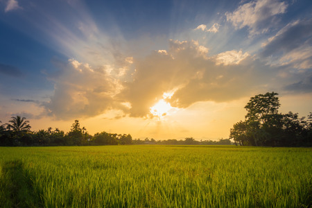 Beautiful rice field and sunset at Thailand.の写真素材