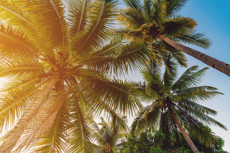 Coconut palm tree at tropical coast in island beach with vintage tone.の写真素材