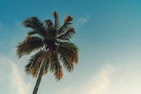 Coconut palm tree at tropical coast in island beach with vintage tone.の写真素材