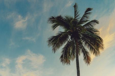 Coconut palm tree at tropical coast in island beach with vintage tone.の写真素材