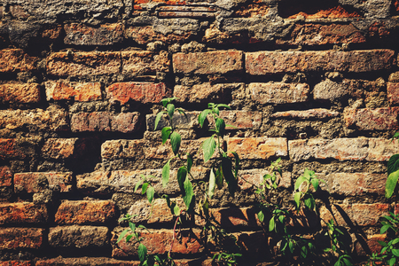 Cement Brick Wall of an Aging Building with Growing Green Plantsの写真素材