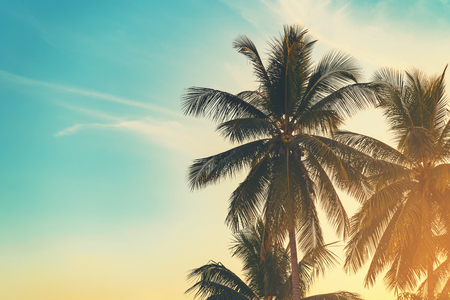 Coconut palm tree at tropical coast in island beach with vintage tone.の写真素材