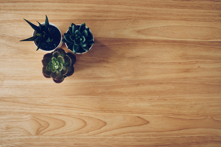 Succulent in pot wooden table background with copy spaceの写真素材