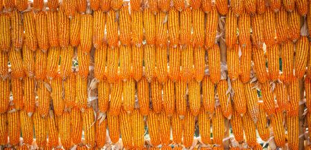 Panorama of group corn dry for harvest background textureの写真素材