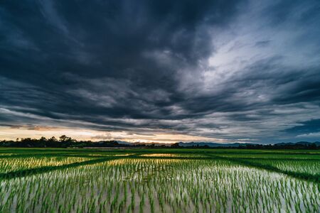 Natural scenic beautiful field sunset and storm clouds and green field agricultural backgroundの写真素材