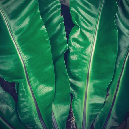 Leaf tropical palm foliage nature dark green backgroundの写真素材