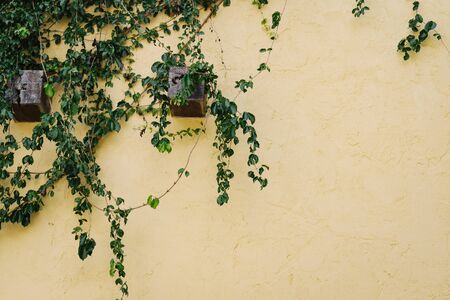 cement yellow wall and plant cover backgroundの写真素材