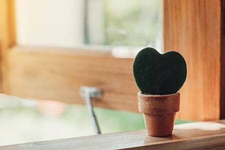 Hoya kerrii Craib in pot plant and Heart shaped plant for giftの写真素材