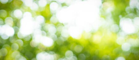 Abstract blurred out of focus and blurred green leaf background under sunlight with bokehの写真素材