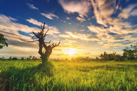 Dry tree in field meadow and beautiful sunsetの写真素材