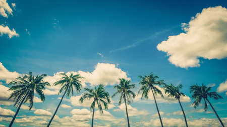 Coconut palm tree on blue sky background with vintage toned.の写真素材