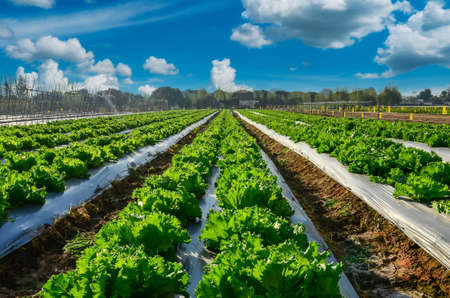 Agricultural industry. Growing salad lettuce on field with blue skyの写真素材