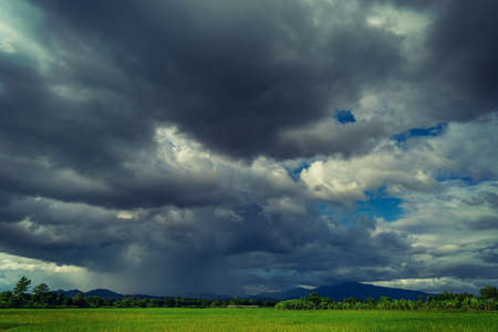 Storm clouds on rice field in rainy seasonの写真素材