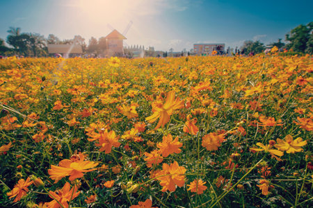 Natural view cosmos filed and sunset on garden backgroundの写真素材
