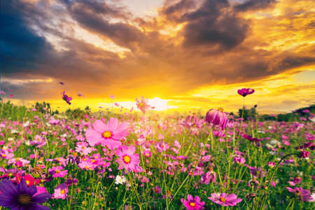 Natural view cosmos filed and sunset on garden backgroundの写真素材