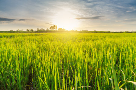 Beautiful sunrise in rice fieldの写真素材