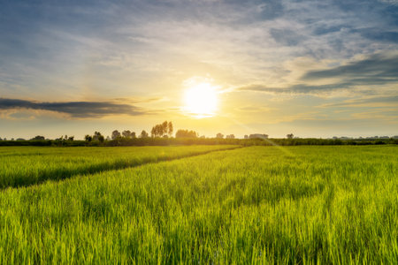 Beautiful sunrise in rice fieldの写真素材