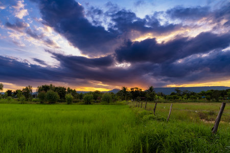 Natural scenic rice field and sunset in thailandの写真素材