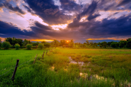 Natural scenic rice field and sunset in thailandの写真素材