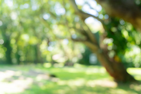 Defocused or blur with bokeh background of garden trees in sunny dayの写真素材