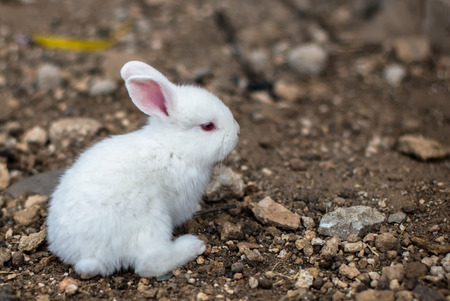 Baby white rabbit with pink ears and red eyesの写真素材