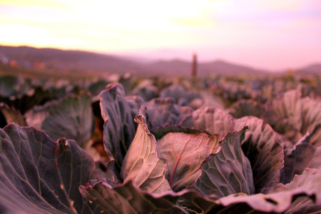 Cabbage in sunset timeの写真素材