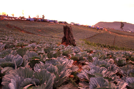 Cabbage farmの写真素材