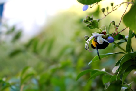 bee pollinatorの写真素材