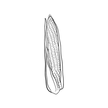 Hand drawn corn. .sketch for print. isolated on white background.のイラスト素材