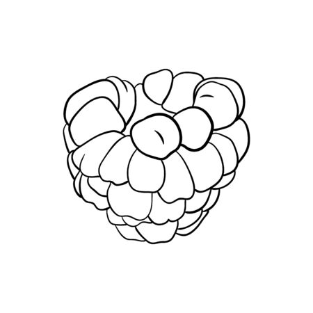 Hand drawn raspberry.sketch for print isolated on white background.のイラスト素材