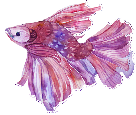 Fight Fish watercolor pinkの写真素材