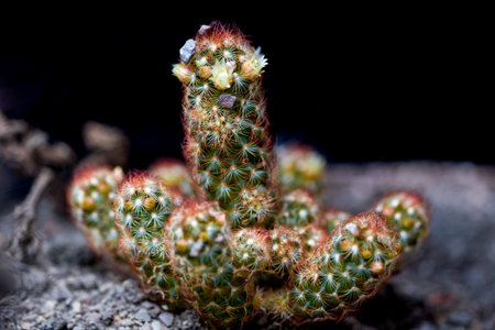 Cactus flowerの写真素材